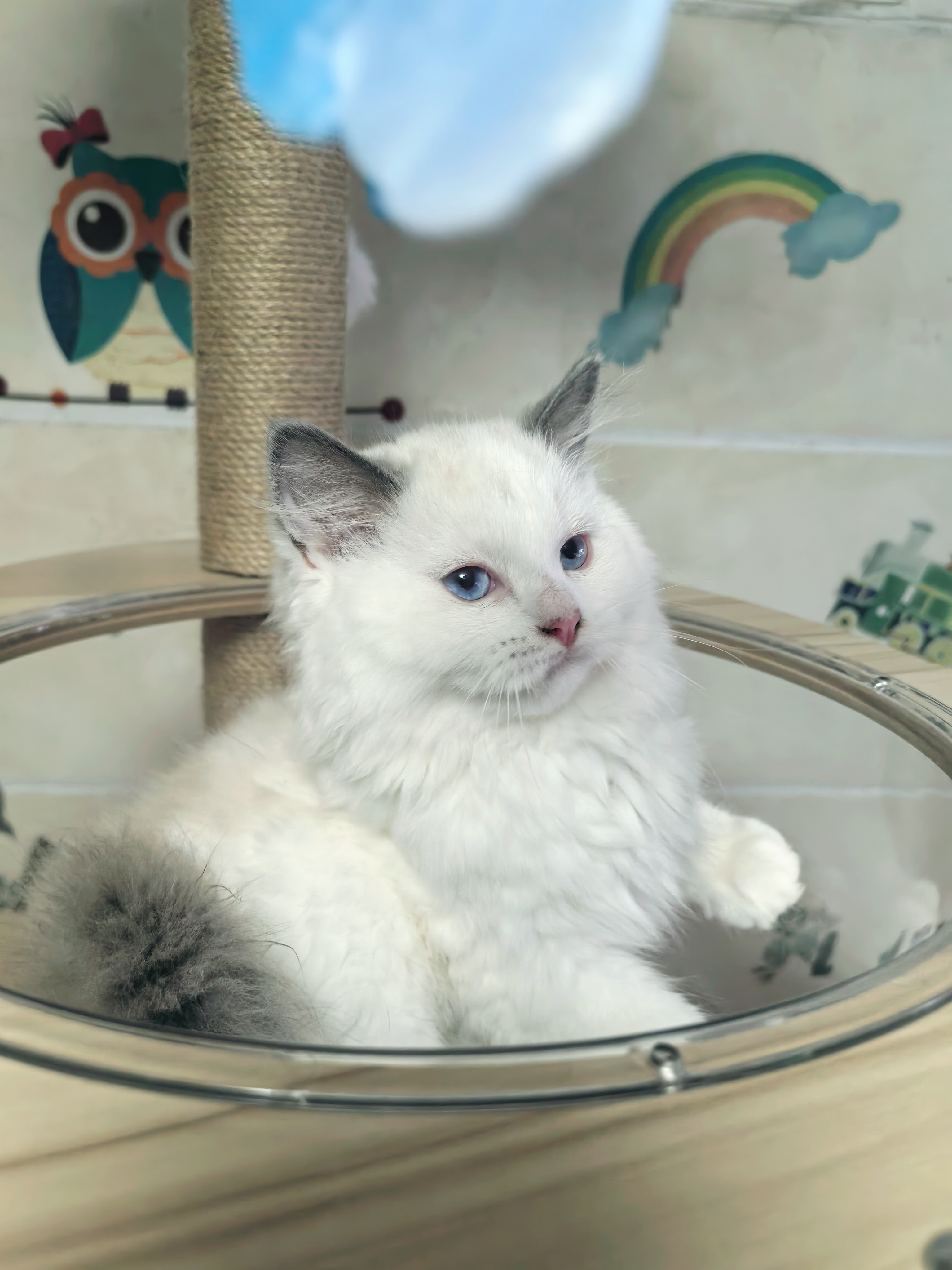 布偶猫